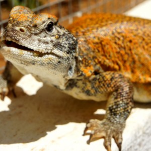 Acanthinura hembra 2013 01