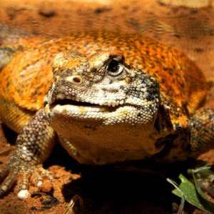 Acanthinura hembra 2013 05