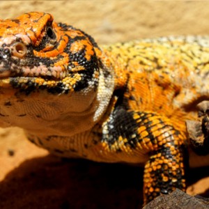 Acanthinura macho 2013 06