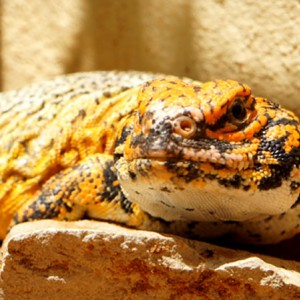 Acanthinura macho 2013 07