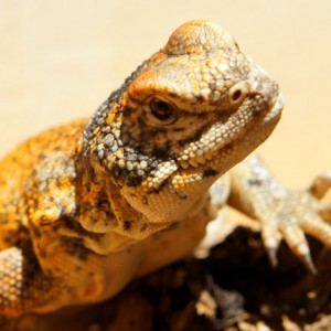 Acanthinura hembra 2013 03