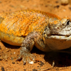 Acanthinura hembra 2013 08