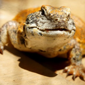 Acanthinura hembra 2013 04