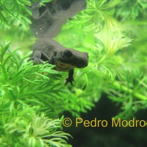 Hypselotriton orientalis