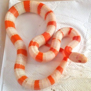 L.ruthveni x L.alterna