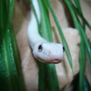 0 1leuzistic