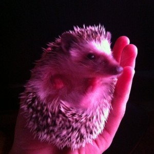 Erizo enano africano