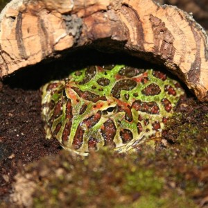 Ceratophrys ornata