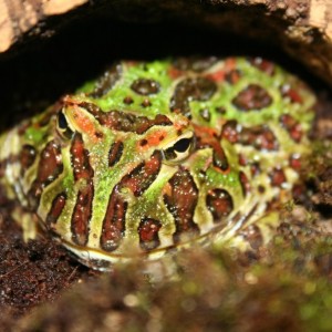 Ceratophrys ornata
