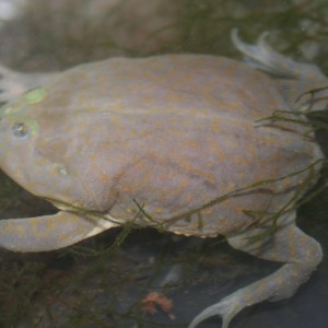 Lepidobatrachus laevis