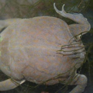 Lepidobatrachus laevis