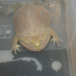 Lepidobatrachus laevis