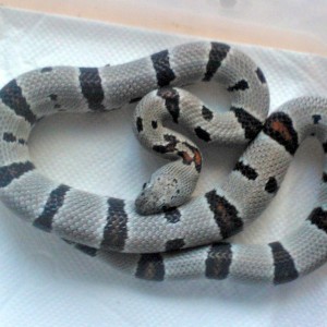 Lampropeltis alterna alterna