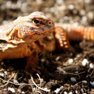 Hembra geyri rojo 00