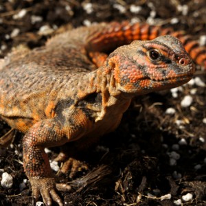 Hembra geyri rojo 01