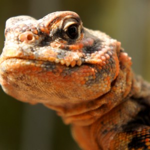 Hembra geyri rojo 02