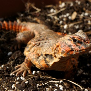 Hembra geyri rojo 03