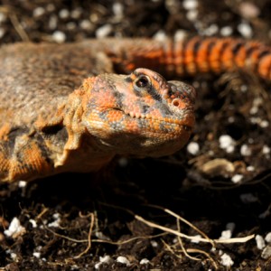 Hembra geyri rojo 04