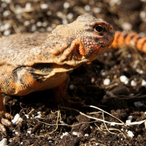 Hembra geyri rojo 05