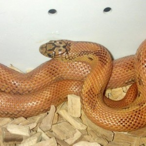 L.g.brooksi x L.g.goini orange