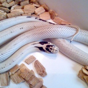 L.g. californiae High white