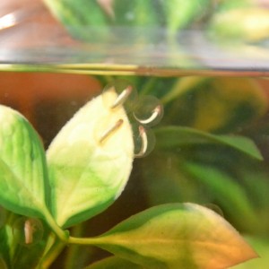 493 Ya van cogiendo forma y s mueven un poquet