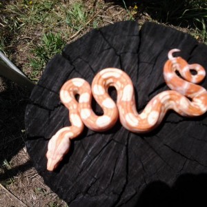 Albino hc het coral 2