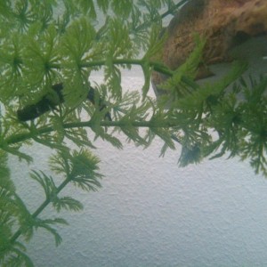 Triton volviendose acuatico o no?