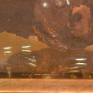 Los primeros pequeñajos