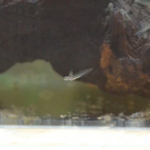 517 Pillado precioso