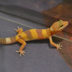 Su hermanito, albino