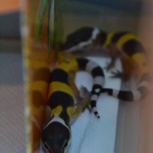 Los más pequeñitos