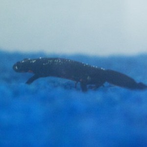 Triton vientre de fuego, en fase terrestre, dentro del agua