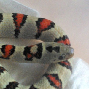 greeri light detalle