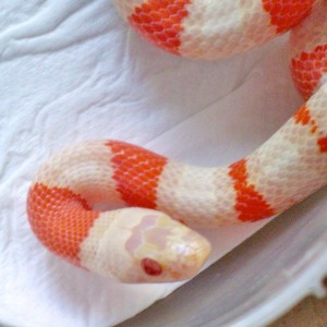 ruthveni x alterna albina detalle