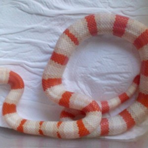 ruthveni x alterna albina