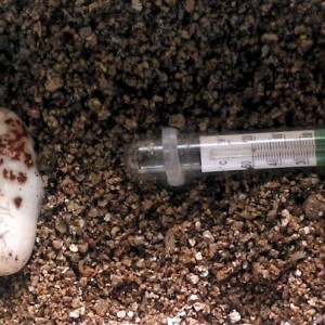 Puesta mexicana thayeri primeriza