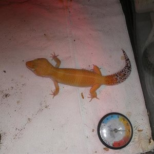 Geckos abril 001 (Medium).jpg