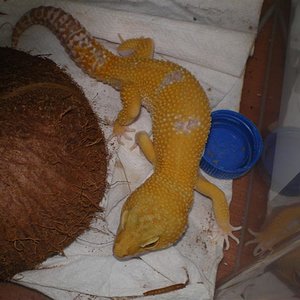 Geckos abril 003 (Medium).jpg