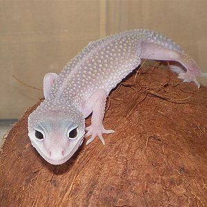 Geckos abril 026 (Medium).jpg