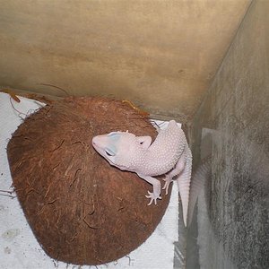 Geckos abril 006 (Medium).jpg