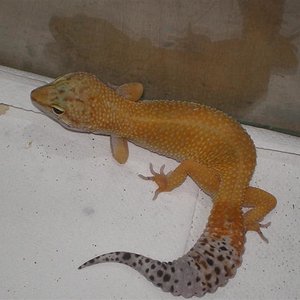 Geckos abril 021 (Medium).jpg