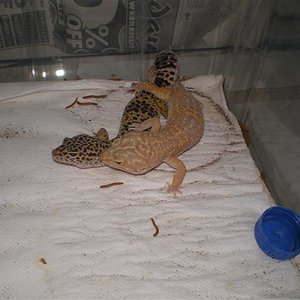 geckos nou copula y yo 009 (Small).jpg