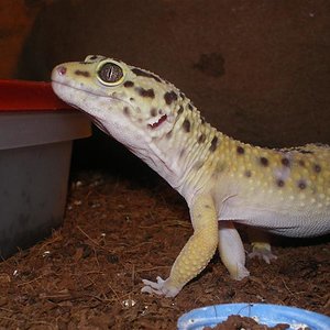 Geckos abril 017 (Medium).jpg