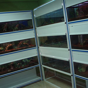 hab.tarantulas 004.jpg