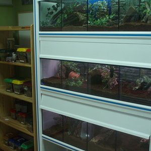 hab.tarantulas 069.jpg