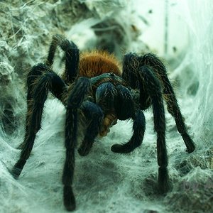 Chromatopelma.JPG