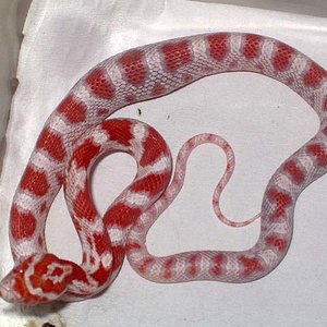 albino milksnake macho.jpg