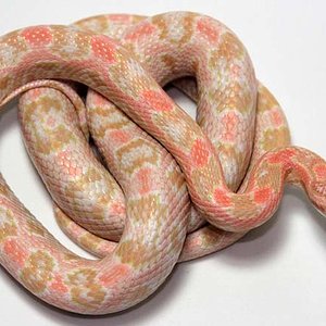 Neon x coral snow.jpg