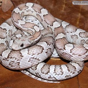 ghost silver head.jpg